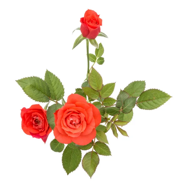 Μπουκέτο Πορτοκαλί Τριαντάφυλλο Λουλούδι Πράσινα Φύλλα Που Απομονώνονται Λευκό Φόντο — Φωτογραφία Αρχείου