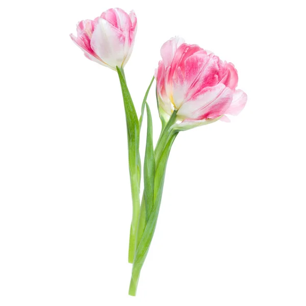Bouquet Due Fiori Tulipani Rosa Primaverili Isolati Sfondo Bianco Primo — Foto Stock