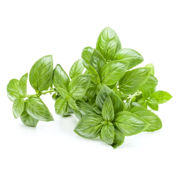 Fresh Sweet Genovese Basil Bouquet Isolated White Background Cutout — Stock Photo, Image