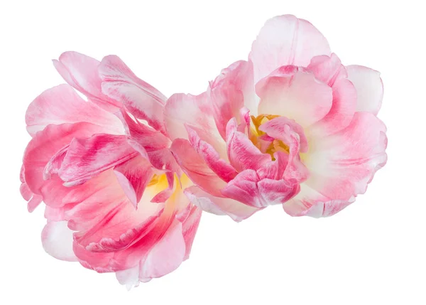 Bouquet Due Fiori Tulipani Rosa Primaverili Isolati Sfondo Bianco Primo — Foto Stock