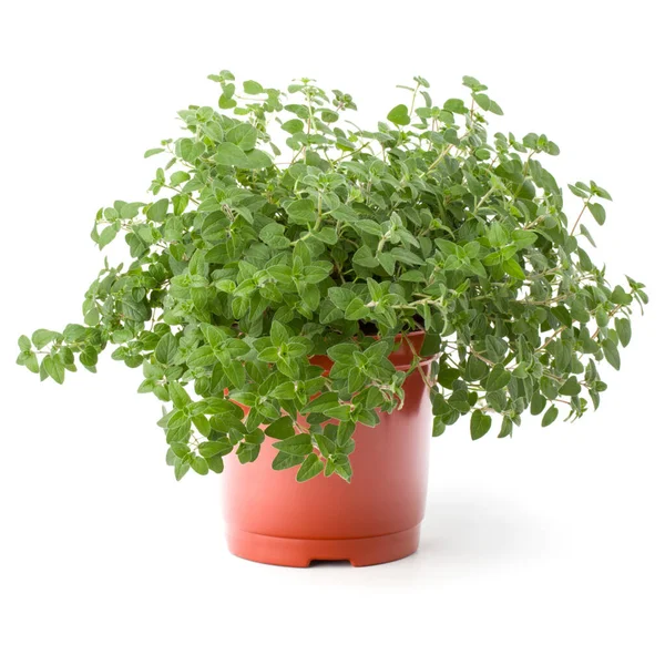 Oregano Marjoram Herb Growing Flowerpot Isolated White Background Cutout — Stock Photo, Image
