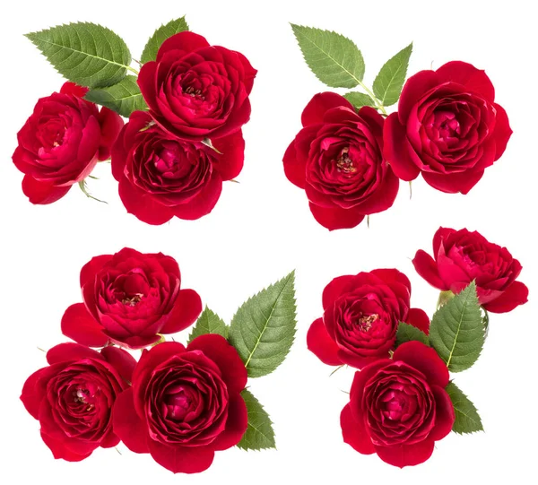 Collection Red Roses Isolated White Background Set Different Bouquet Flat — Stock Photo, Image