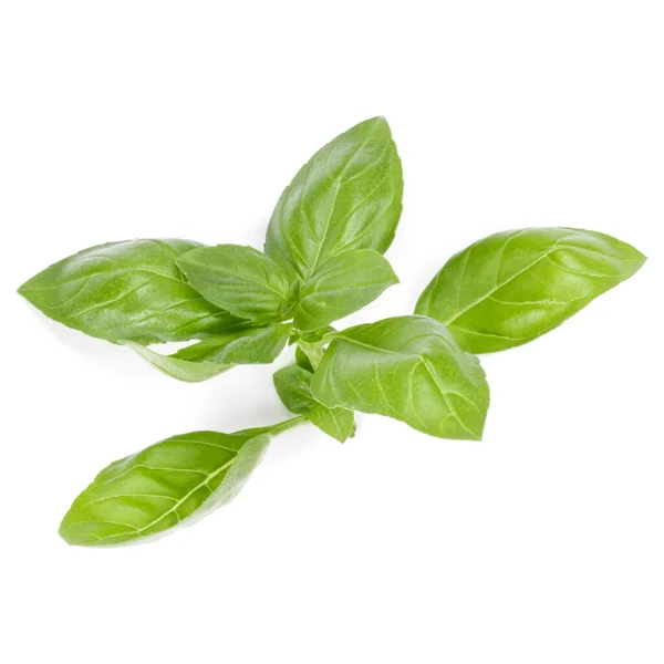 Sweet Basil Herb Leaves Isolated White Background Genovese Basil Leaf — Stock Photo, Image