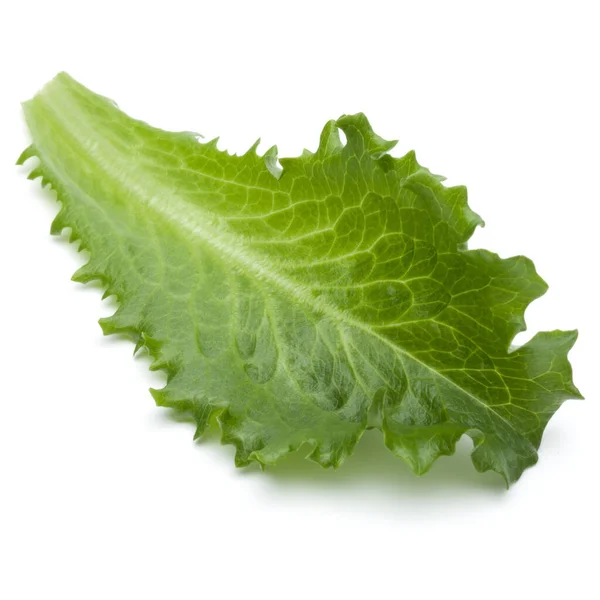 Close Studio Shot Fresh Green Endive Salad Leaf Isolated White — Stock Photo, Image