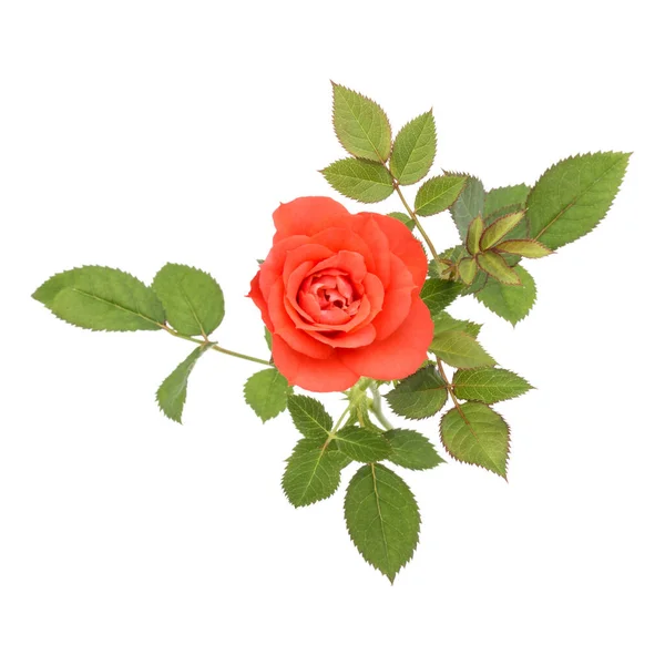 Eine Orangefarbene Rosenblüte Mit Isolierten Blättern Auf Weißem Hintergrund — Stockfoto