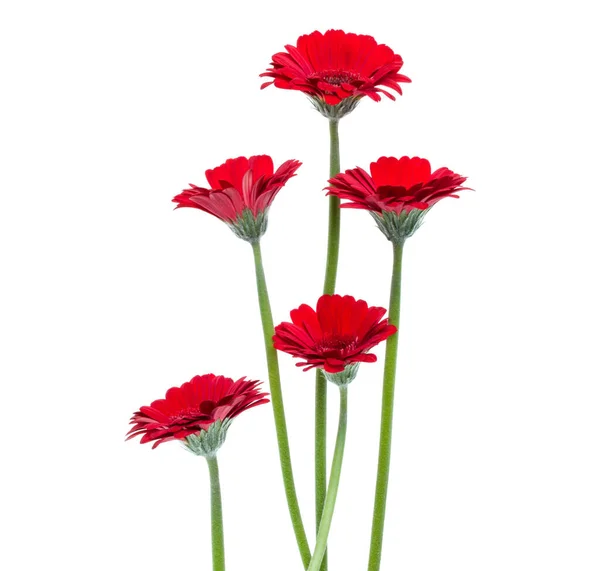 Gerbera Rossa Verticale Con Fusto Lungo Isolato Fondo Bianco Bouquet — Foto Stock