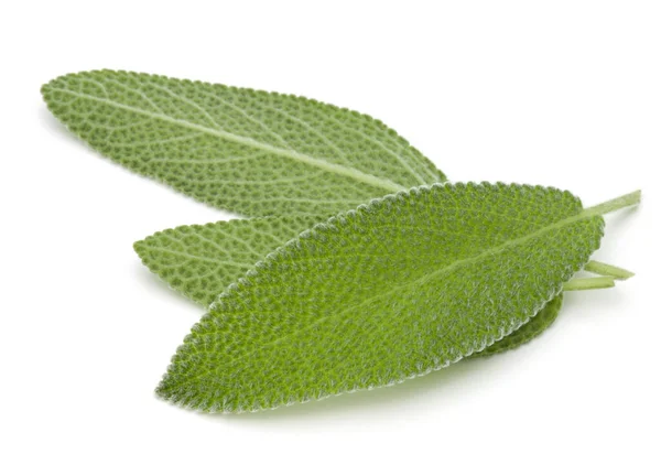 Sage Leaves Isolated White Background Cutout — Stock Photo, Image