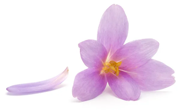 Lila Crocus Blommor Isolerad Vit Bakgrund — Stockfoto