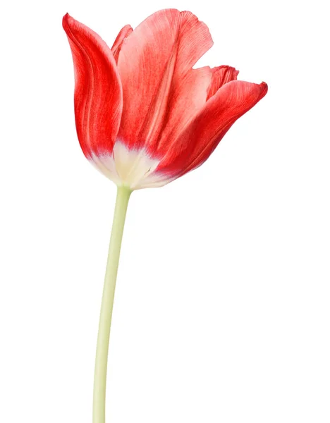 Testa Fiore Tulipano Rosso Isolato Sfondo Bianco — Foto Stock