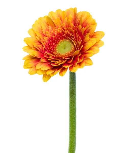 Verticale Fiore Gerbera Arancione Con Gambo Lungo Isolato Sfondo Bianco — Foto Stock