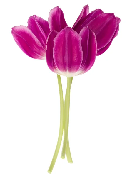 Tre Fiori Tulipano Lilla Isolati Sfondo Bianco Ritaglio — Foto Stock