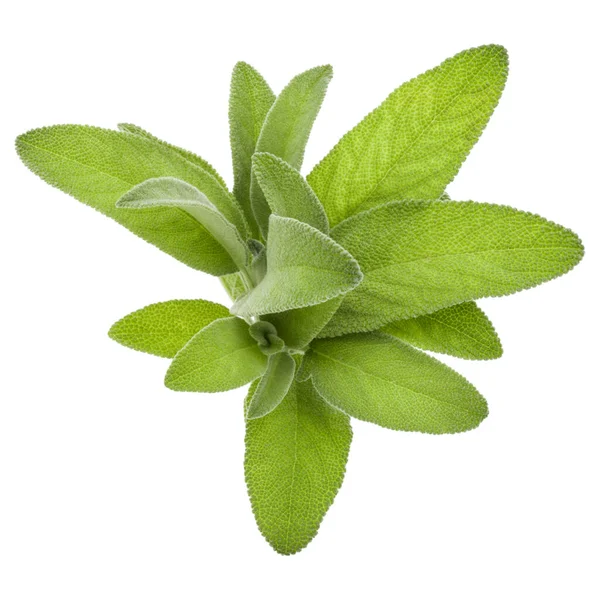 Salvia Ört Lämnar Bukett Isolerad Vit Bakgrund Cutout — Stockfoto