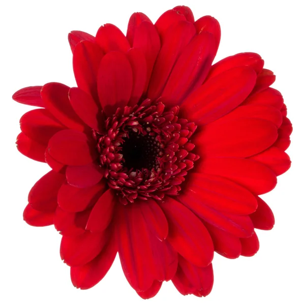 Red Gerbera Flower Head Isolated White Background Closeup Gerbera Air — Stock Photo, Image