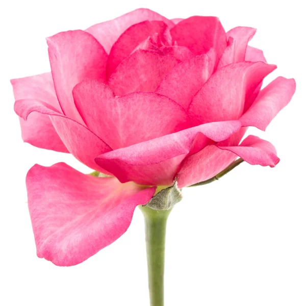 Ένα Ροζ Τριαντάφυλλο Λουλούδι Απομονώνονται Λευκό Φόντο Cutout — Φωτογραφία Αρχείου