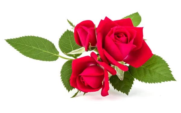 Beyaz Arka Plan Üzerinde Kesme Izole Kırmızı Gül Çiçek Buketi — Stok fotoğraf