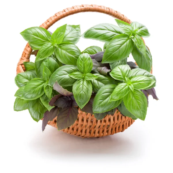 Herbal Kemangi Manis Meninggalkan Banyak Dalam Keranjang Wicker Terisolasi Pada — Stok Foto