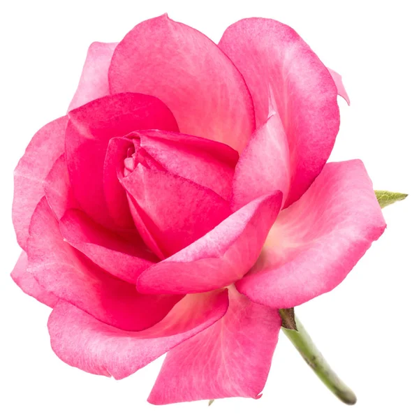 Ένα Ροζ Τριαντάφυλλο Λουλούδι Απομονώνονται Λευκό Φόντο Cutout — Φωτογραφία Αρχείου