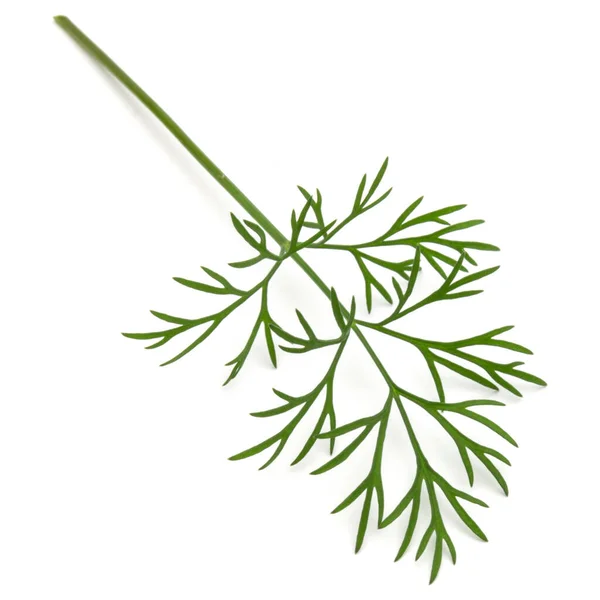 Nahaufnahme Eines Zweiges Frischer Grüner Dillblätter Isoliert Auf Weißem Hintergrund — Stockfoto