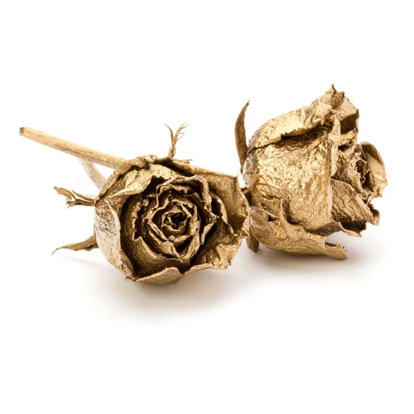 Дві Золоті Троянди Ізольовані Білому Тлі Золоті Сушені Голови Квітів — стокове фото
