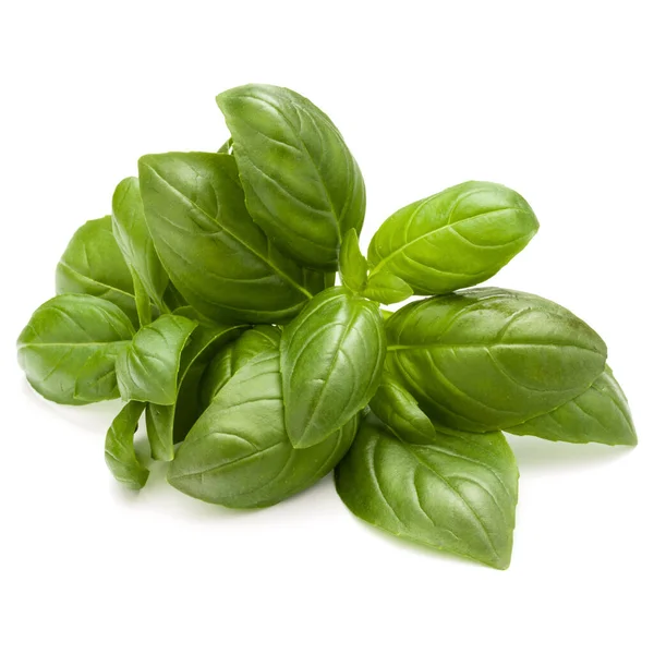 Sweet Basil Herb Leaves Bunch Isolated White Background — Stock Photo, Image