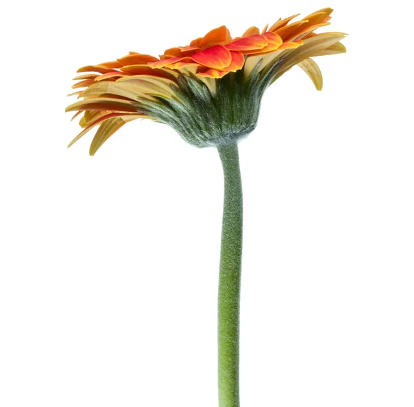 Vertical Orange Gerbera Flower Long Stem Isolated White Background — Stock Photo, Image