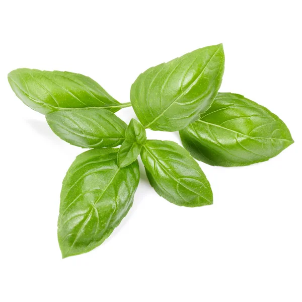 Sweet Basil Herb Leaves Isolated White Background Genovese Basil Leaf — Stock Photo, Image