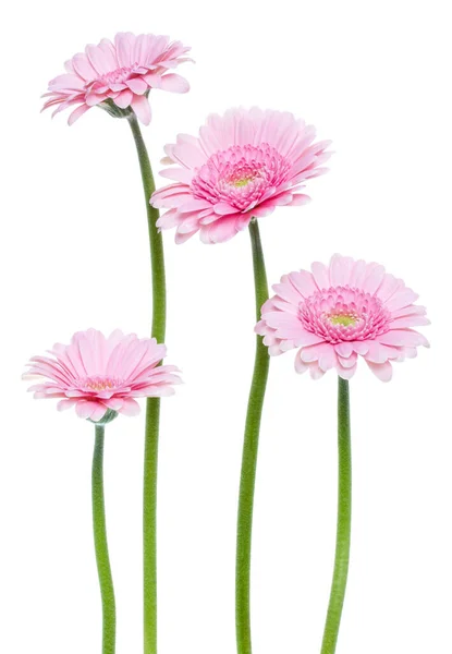 白い背景に隔離された長い茎を持つ垂直ピンクのガーベラの花 春の花束 — ストック写真