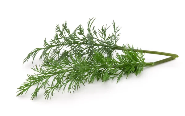 Detailní Záběr Větev Čerstvě Zelené Kopru Listy Byliny Izolované Bílém — Stock fotografie