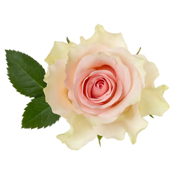 Różowa Róża Odizolowana Białym Tle Zbliżenie Głowa Kwiatu Róży Powietrzu — Zdjęcie stockowe