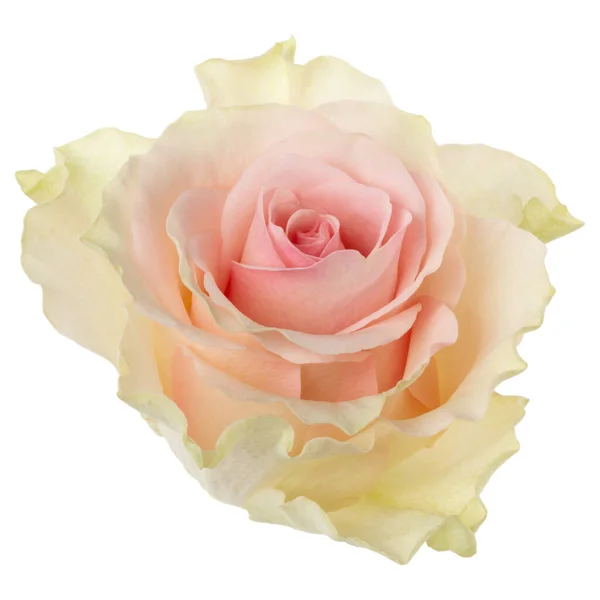 Pink Rose Isolated White Background Closeup Rose Flower Head Air — Stock Photo, Image