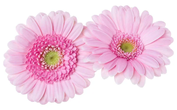 Csokor Két Rózsaszín Tulipán Virágok Izolált Fehér Háttér Closeup Virágok — Stock Fotó