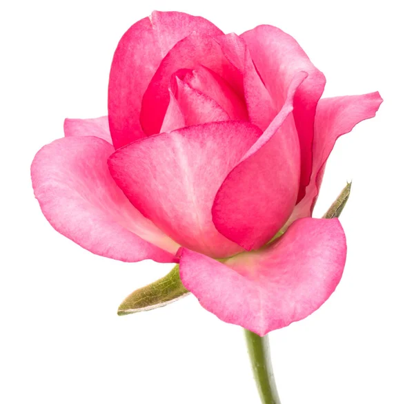 Una Flor Rosa Aislada Sobre Fondo Blanco Recorte —  Fotos de Stock