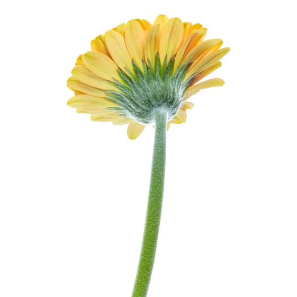 Květina Svislá Oranžová Gerbera Dlouhým Stonkem Izolovaným Bílém Pozadí — Stock fotografie