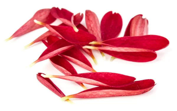 Röda Krysantemum Blomma Kronblad Isolerad Vit Bakgrund — Stockfoto