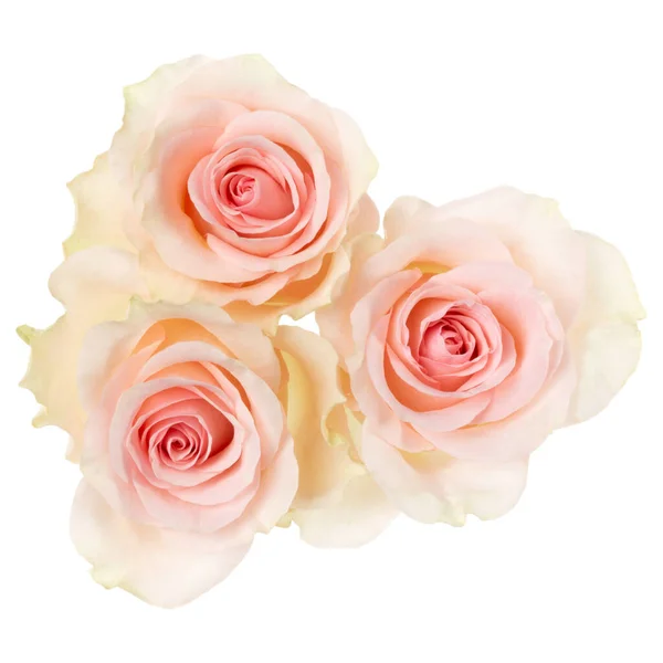 Três Rosas Rosa Isolado Sobre Fundo Branco Closeup Buquê Flor — Fotografia de Stock