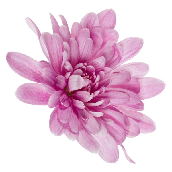 Una Cabeza Flor Crisantemo Aislada Sobre Fondo Blanco Cerca Flor — Foto de Stock