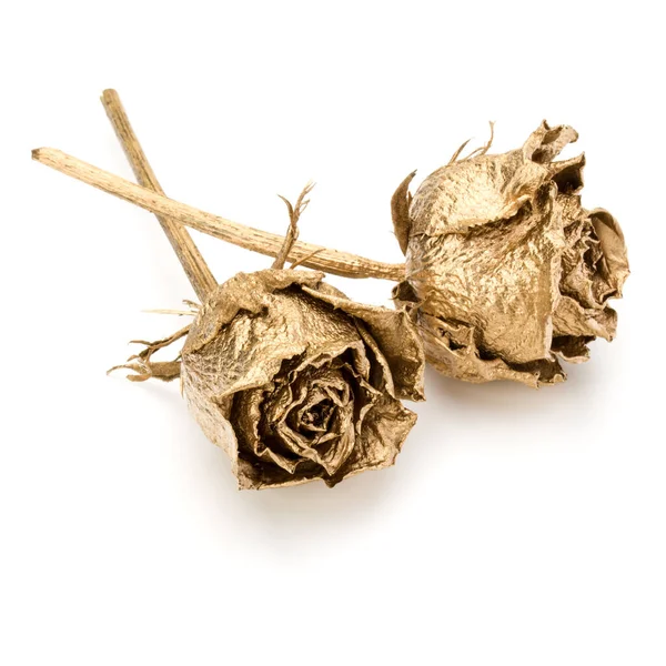 Dwa Złote Róże Białym Tle Białe Tło Wyłącznik Golden Suszone — Zdjęcie stockowe