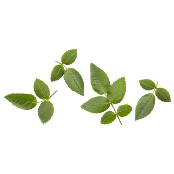 Green Rose Leaf Isolated White Background Cutout — Stock Photo, Image