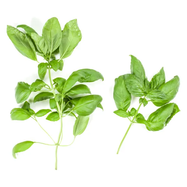 Sweet Genovese Basilicum Tak Geïsoleerd Een Witte Achtergrond Plat Top — Stockfoto