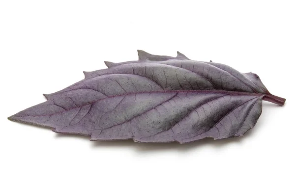Закройте Студийный Снимок Свежими Листьями Красной Травы Белом Фоне Фиолетовый — стоковое фото