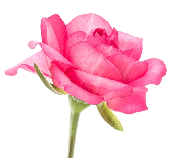 Один Розовый Цветок Розы Изолированы Белом Фоне Выреза — стоковое фото