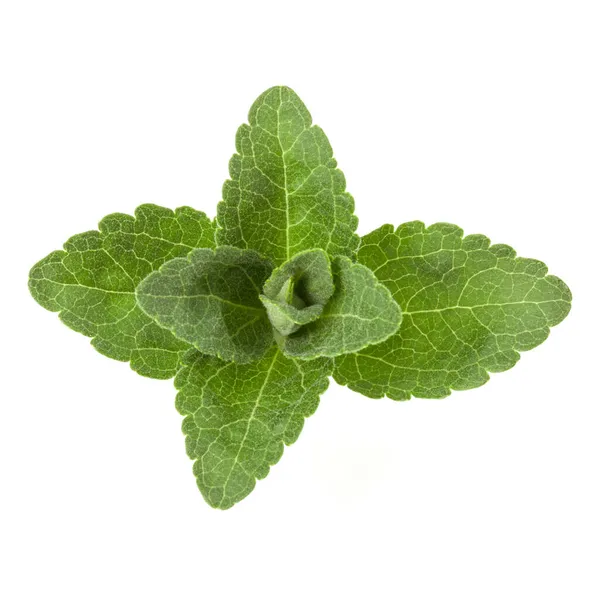 Stevia Bladeren Geïsoleerd Stukken Witte Achtergrond Uitgesneden — Stockfoto