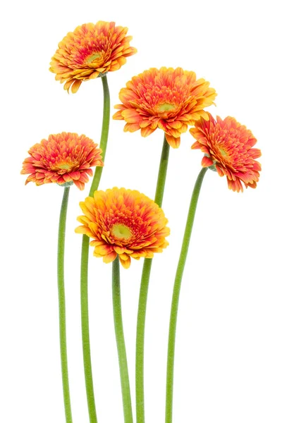 Verticale Oranje Gerbera Bloemen Met Lange Steel Geïsoleerd Witte Achtergrond — Stockfoto