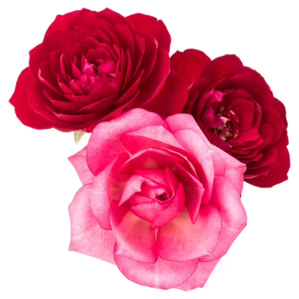 Rouge Rose Bouquet Fleurs Rose Isolé Sur Fond Blanc Découpe — Photo