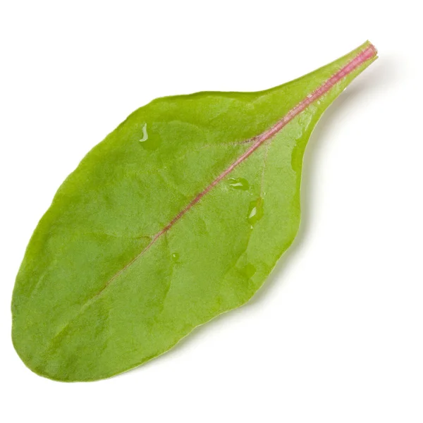 レタスの葉のサラダの一握りは白い背景に隔離された トップビュー フラットレイアウト — ストック写真
