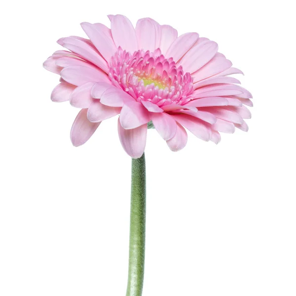 Pionowy Różowy Gerbera Kwiat Długim Łodygą Izolowane Białym Tle — Zdjęcie stockowe