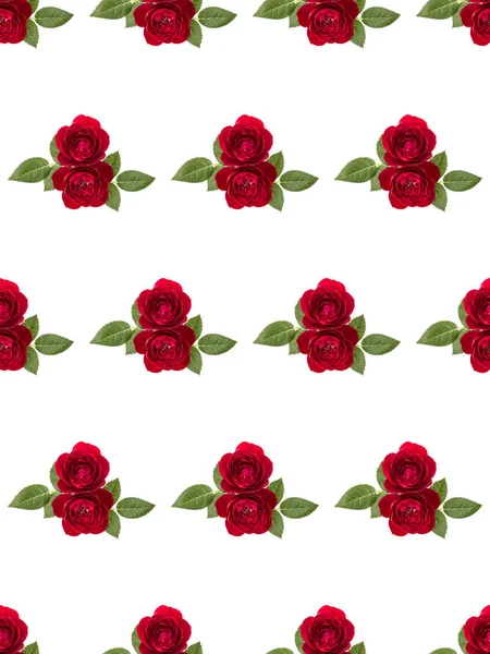 Røde Rosenblomster Isoleret Med Blade Hvid Baggrund Udskæring Blomster Sømløse - Stock-foto
