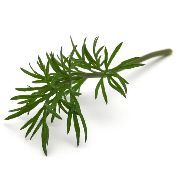 Close Shot Branch Fresh Green Dill Herb Leaves Isolated White — Stock Photo, Image