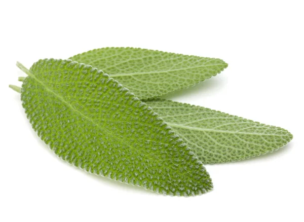 Sage Leaves Isolated White Background Cutout — Stock Photo, Image