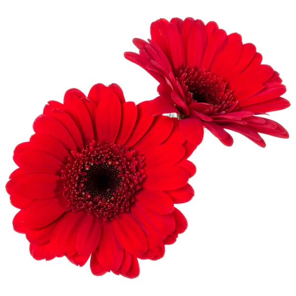 Duas Cabeças Flor Gerbera Vermelho Isolado Fundo Branco Closeup Gerbera — Fotografia de Stock